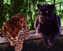 Leopard & Panter
